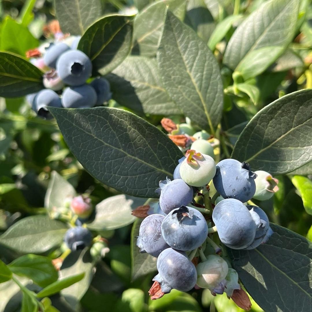 云南高山花香蓝莓次日到🫐