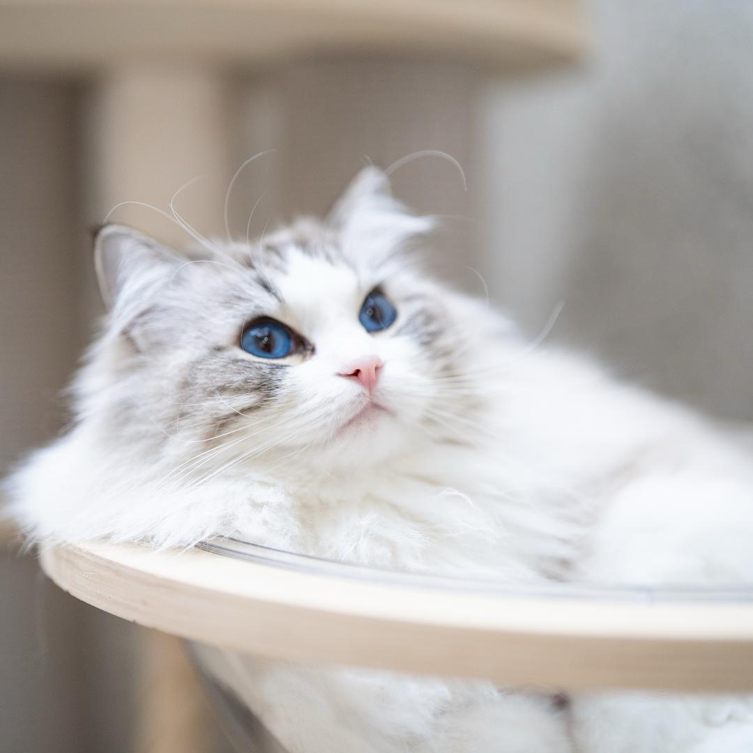 豆宝鲜森的布偶猫