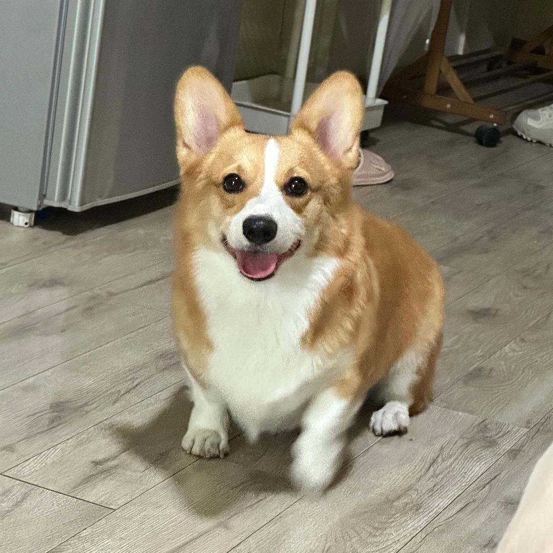 小柯基乖乖🐶（互关）
