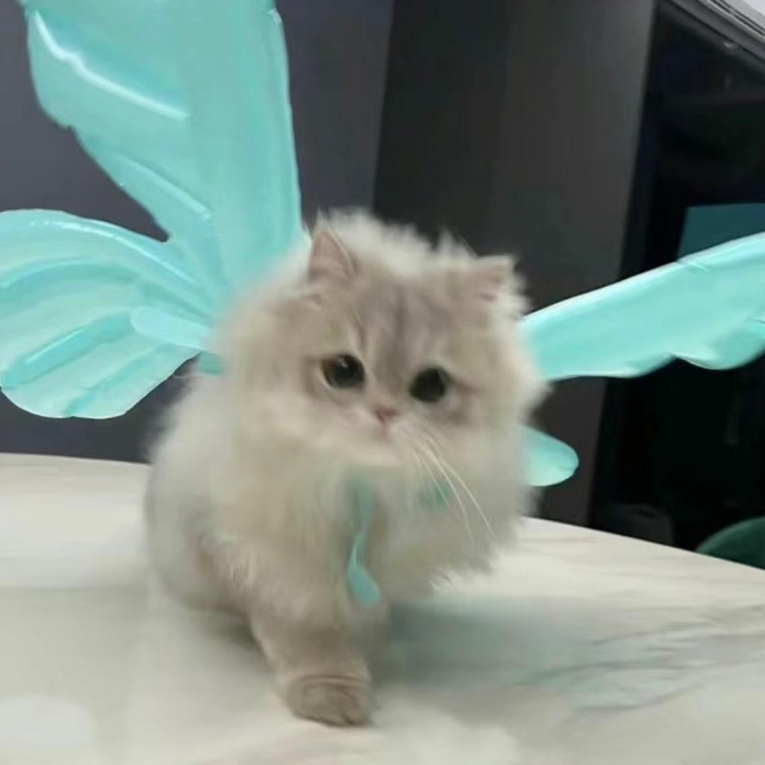 不可妮🐟