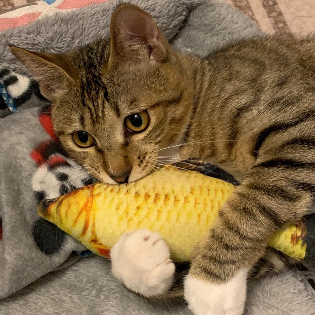 小猫不黏