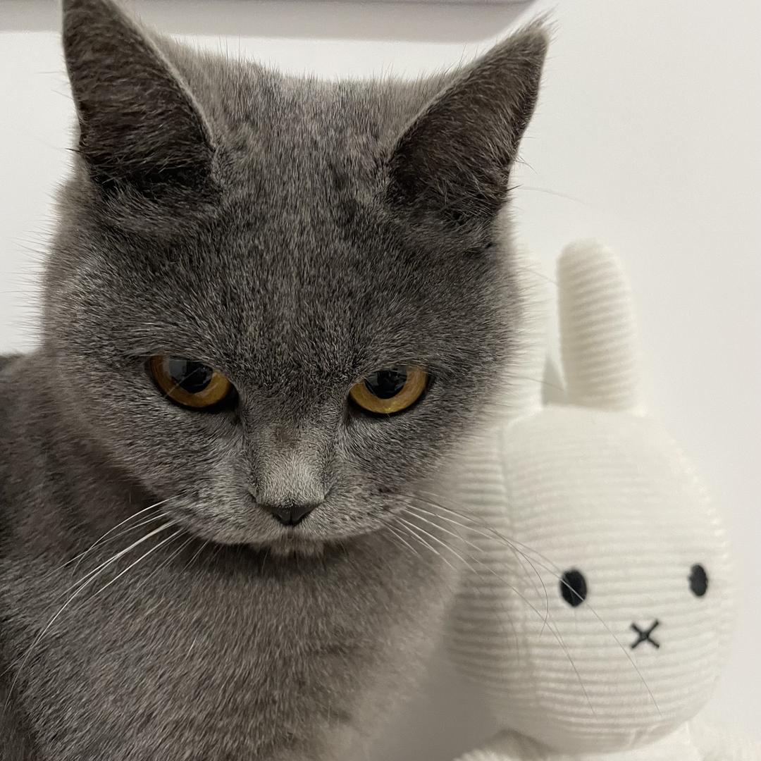 佳佳酱有三只喵