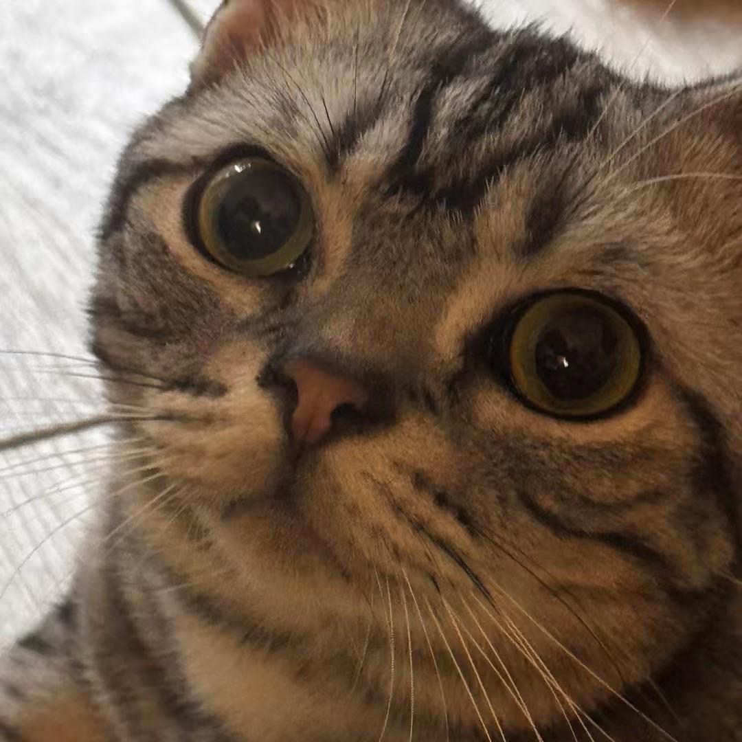 🐟小🐟