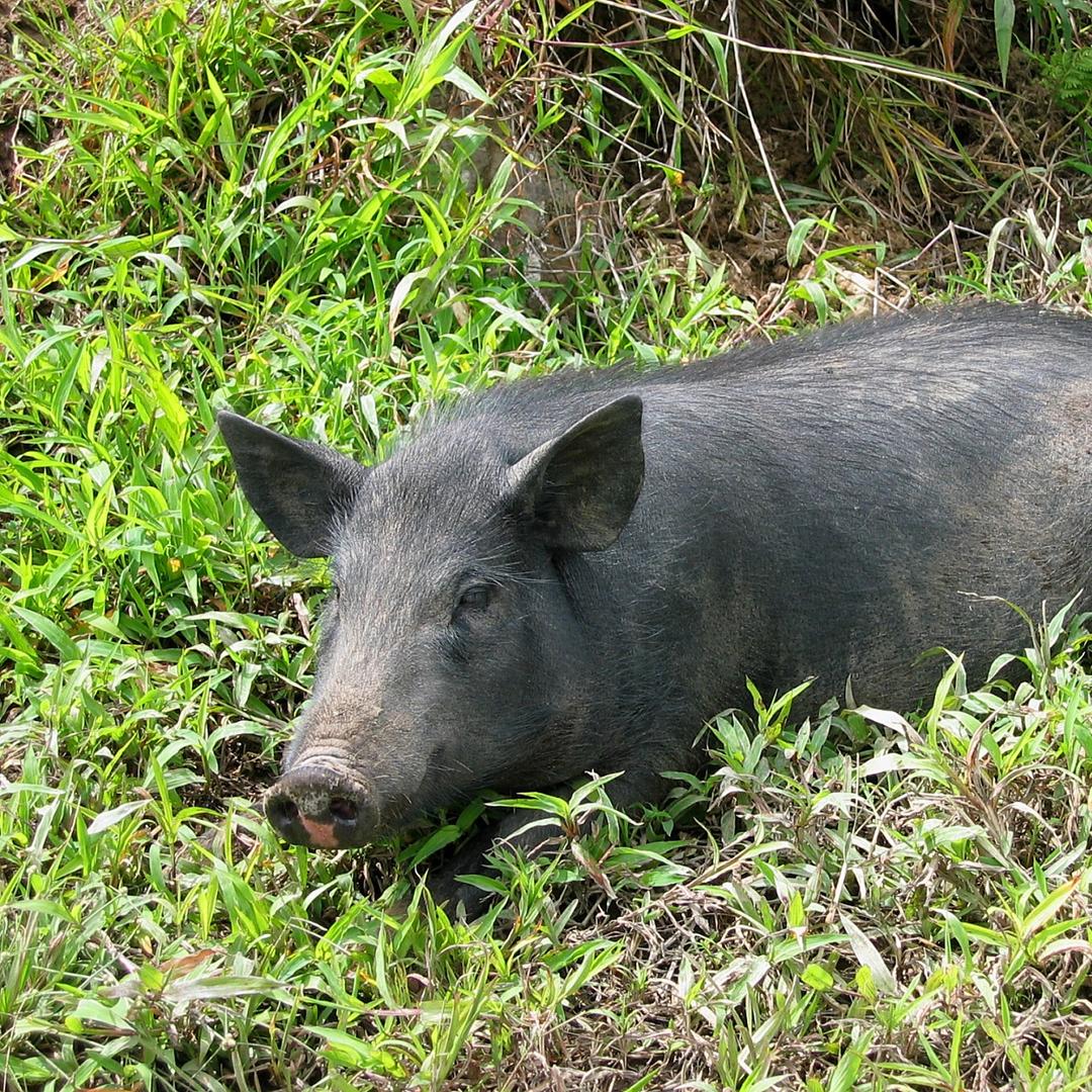 真正的黑毛跑山土猪肉