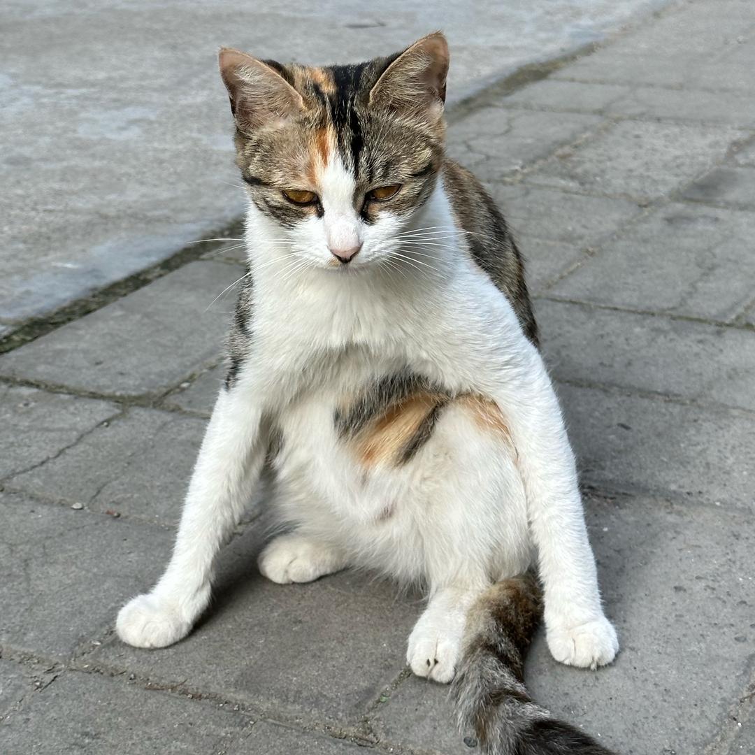 西瓜大王啃秃噜皮