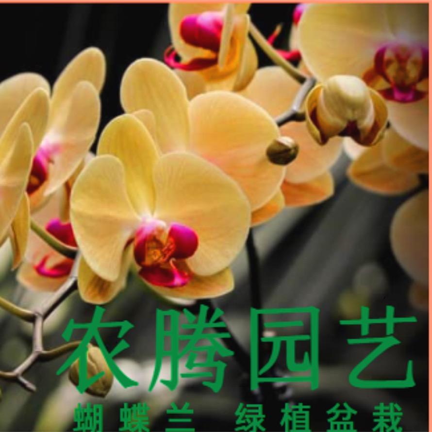 农腾园艺
