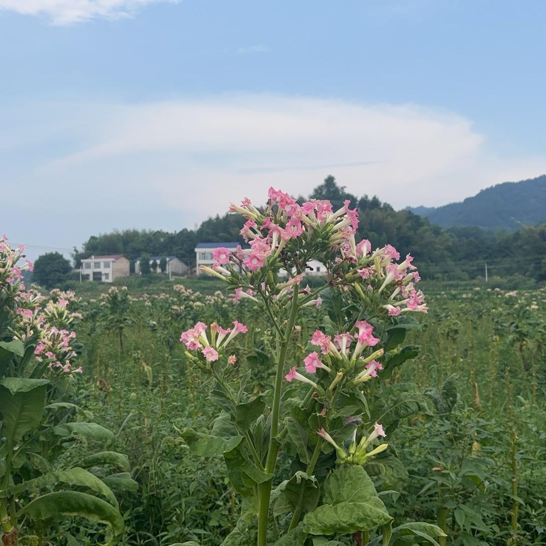 我是易先生이칭쥔