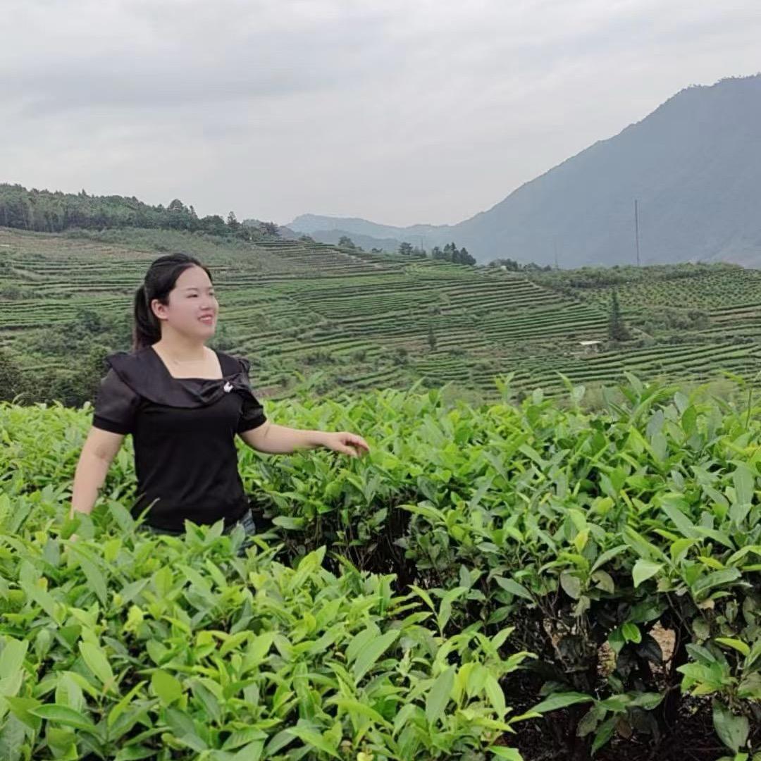 霸主漳平水仙茶
