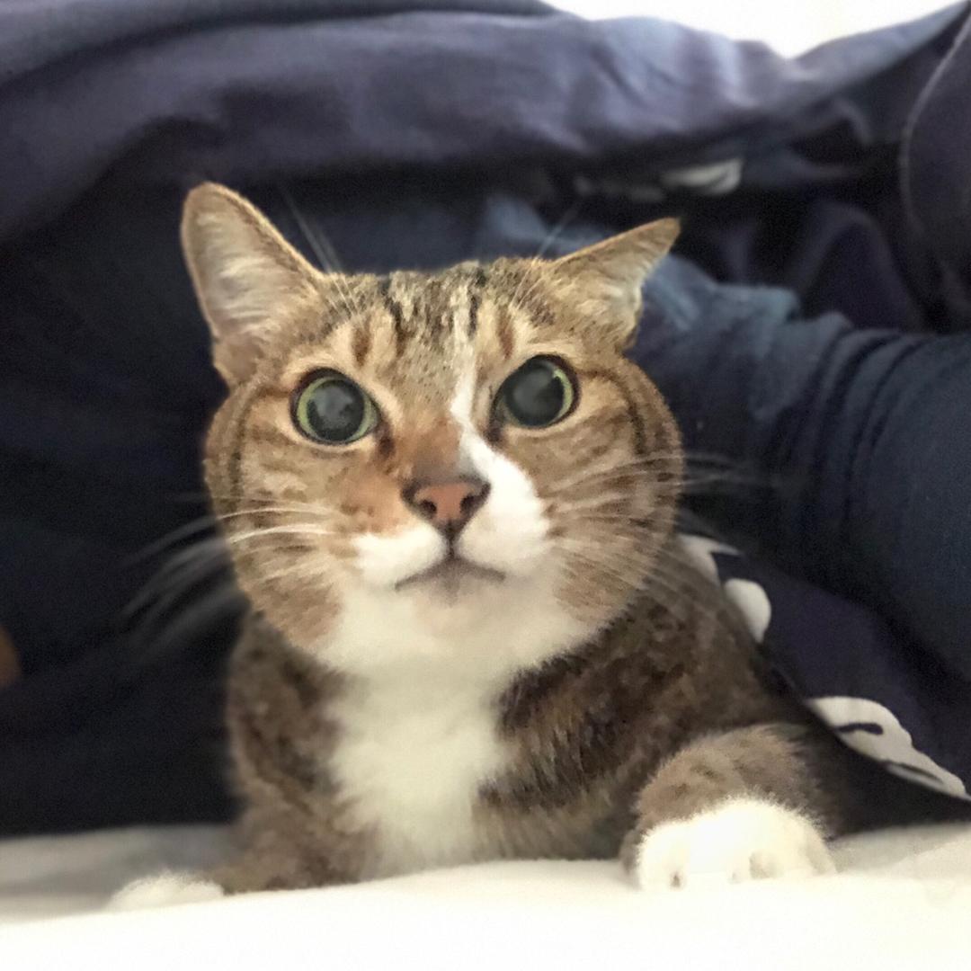 ⚾ViVi是一只猫⚾