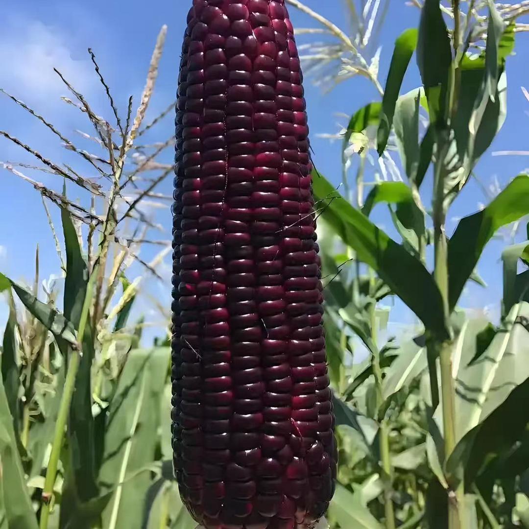 东北糯玉米产地直发（澎湃）