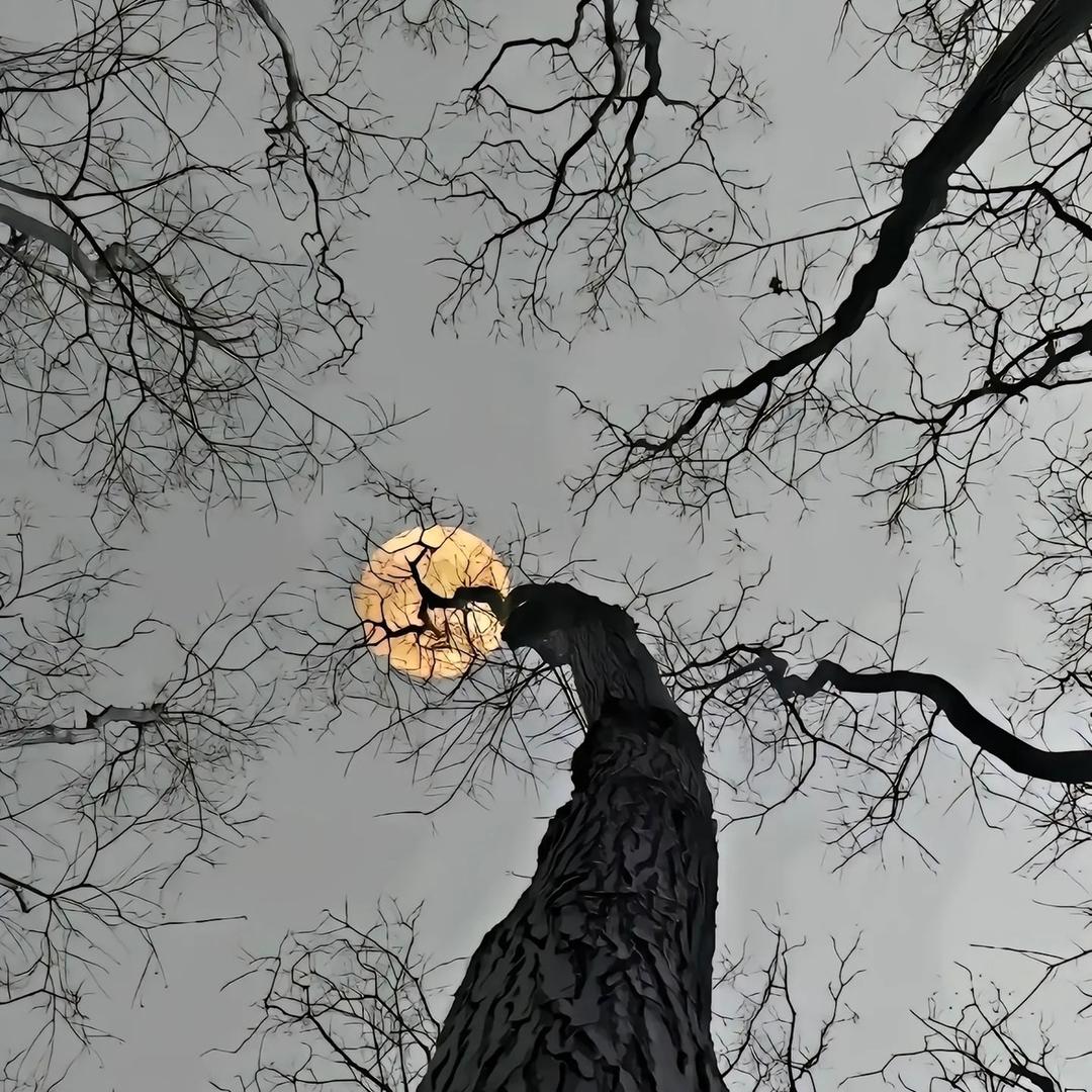 屠宰场猪头副产直供