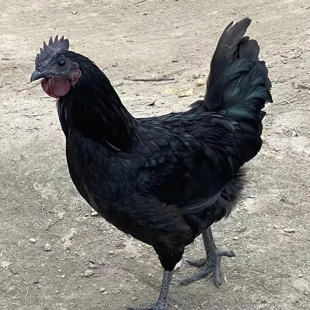 温馨宠物