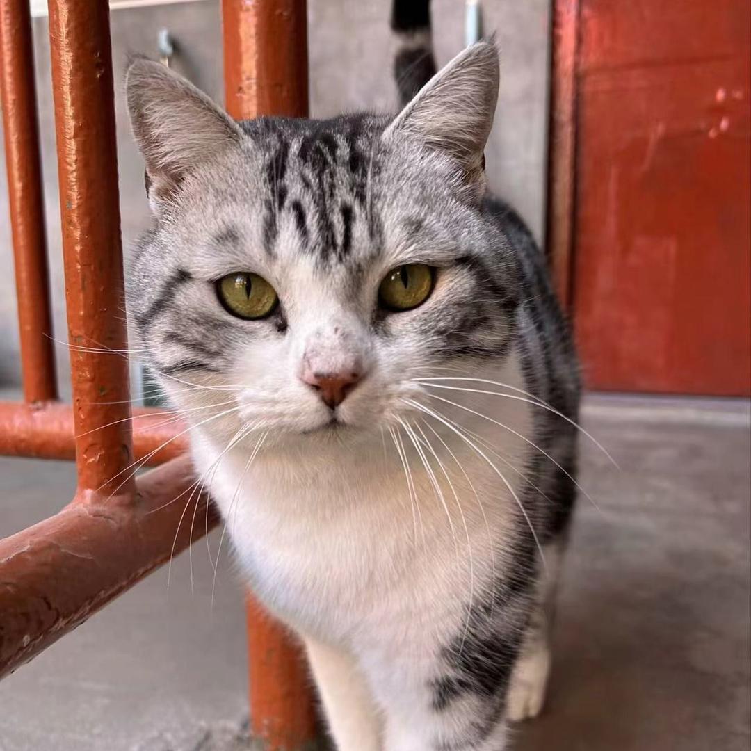 小猫🐱！