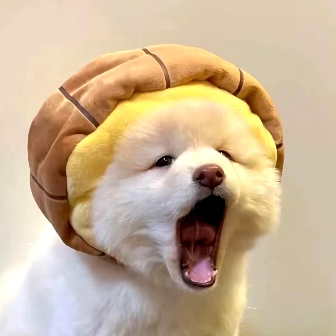 小狗盖被🌾