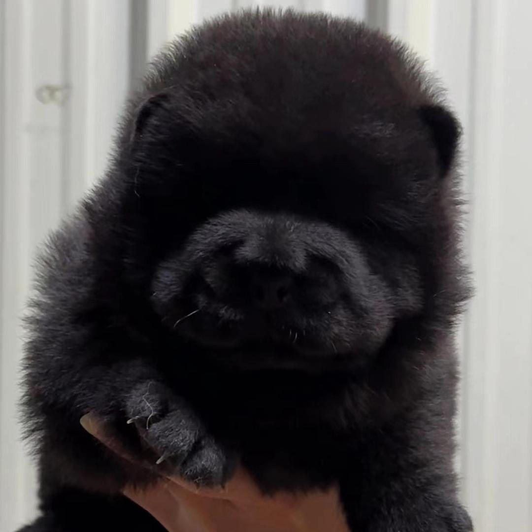 松狮小宝(冰冰）