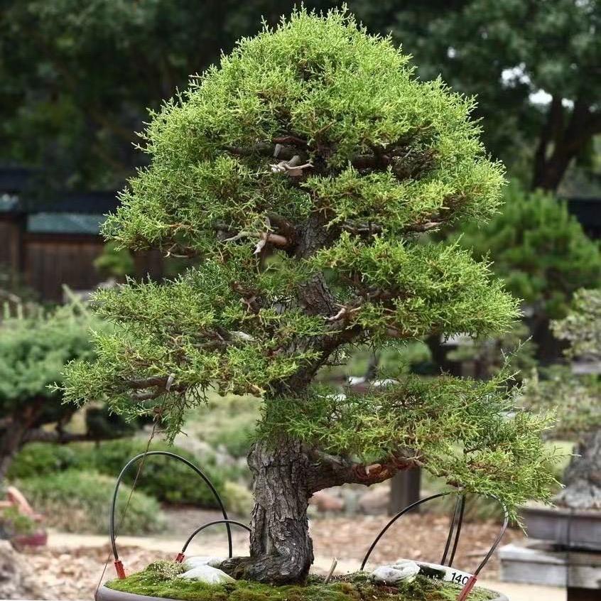 义丰园林