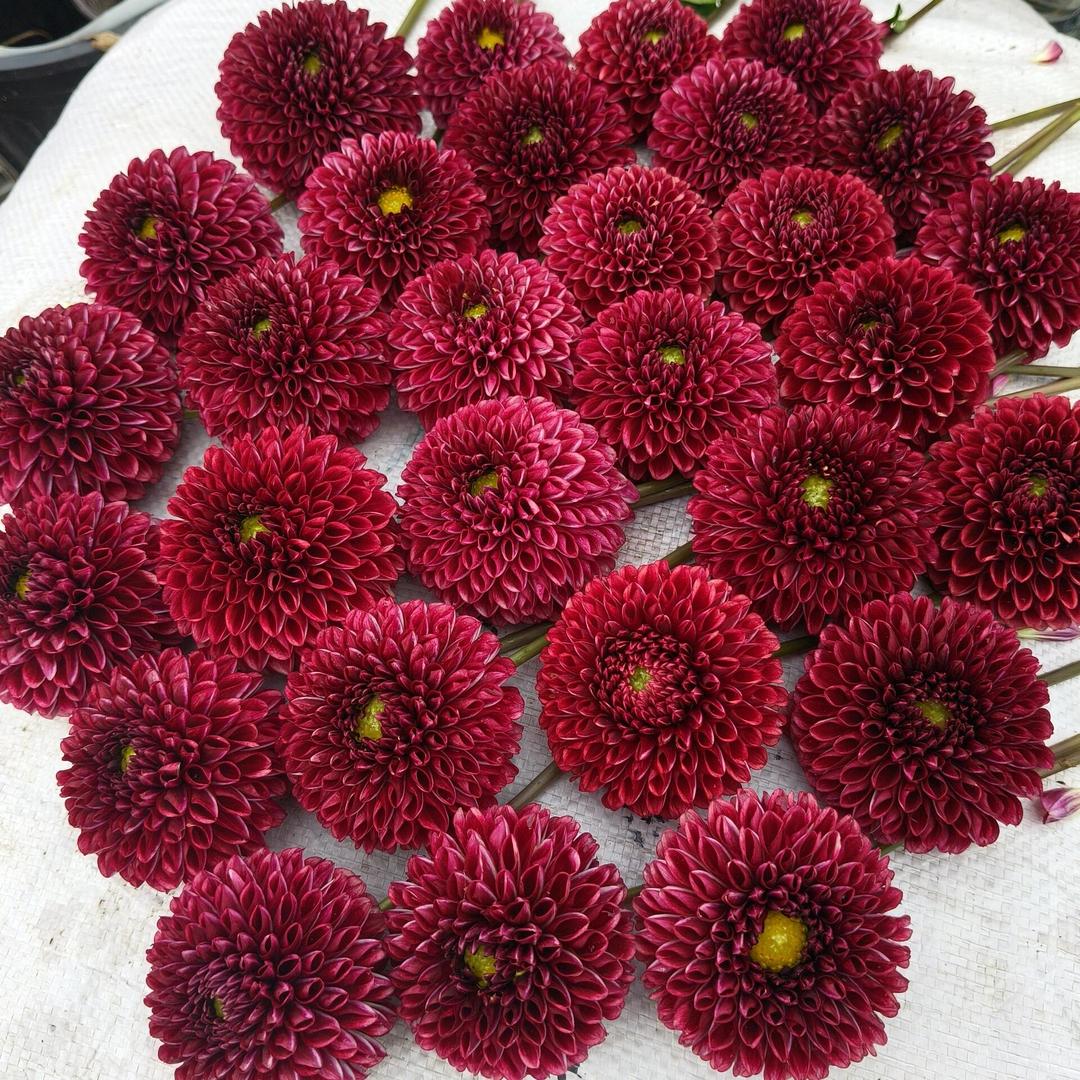 鑫浮果树苗木专营店