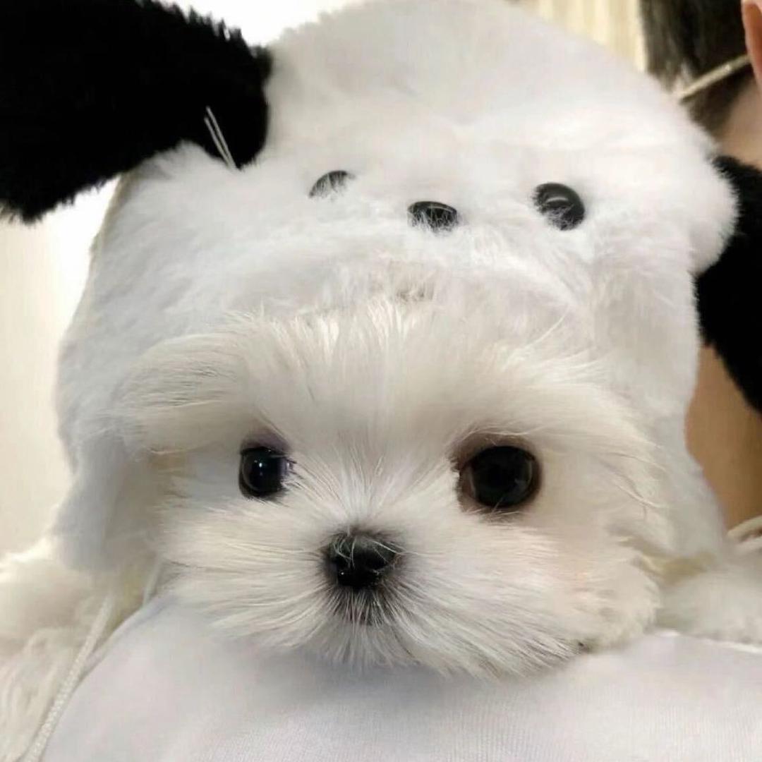 今天吃什么好呢