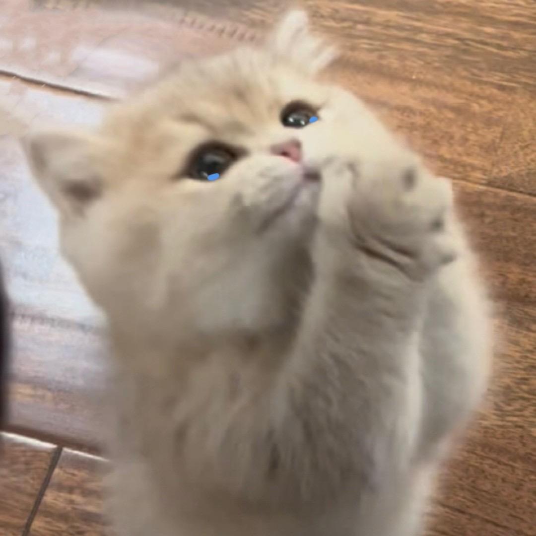 波妞是胖团呀