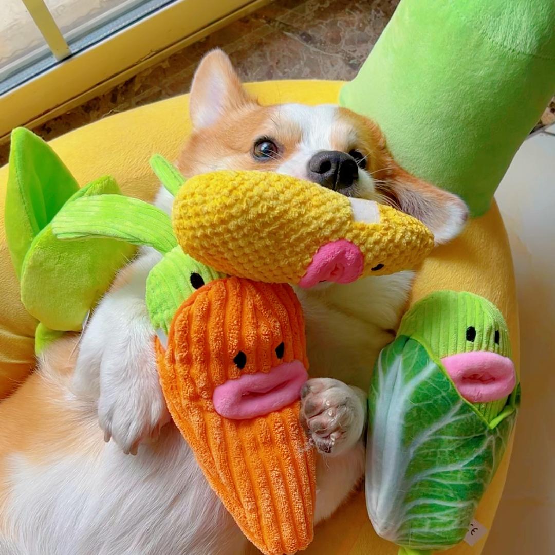 小柯猪财财