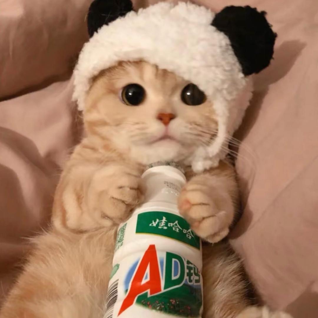 猫宝