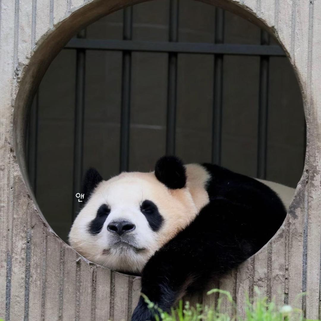 福宝