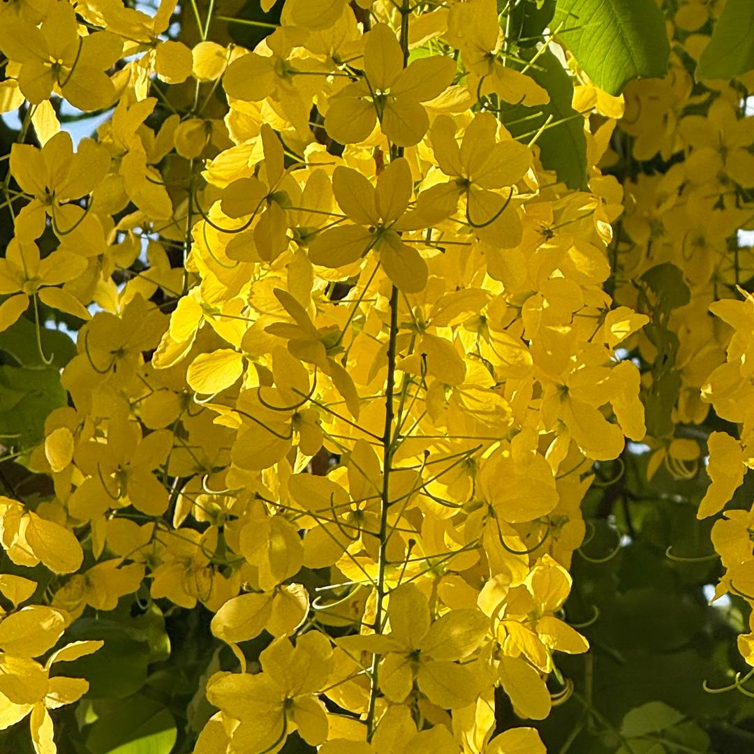 🐢花在广州📸