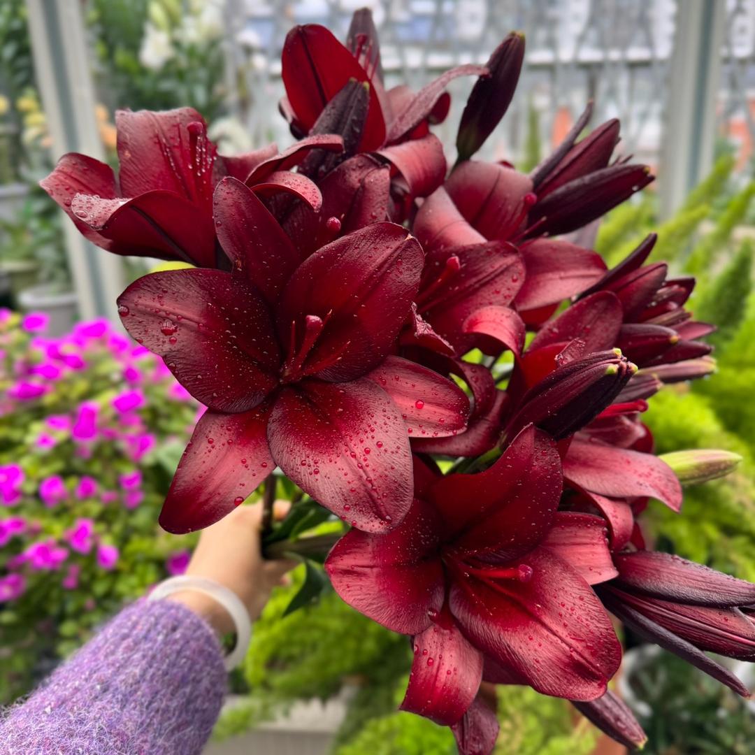 种花的静
