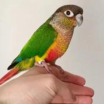 鹦鹉小太阳