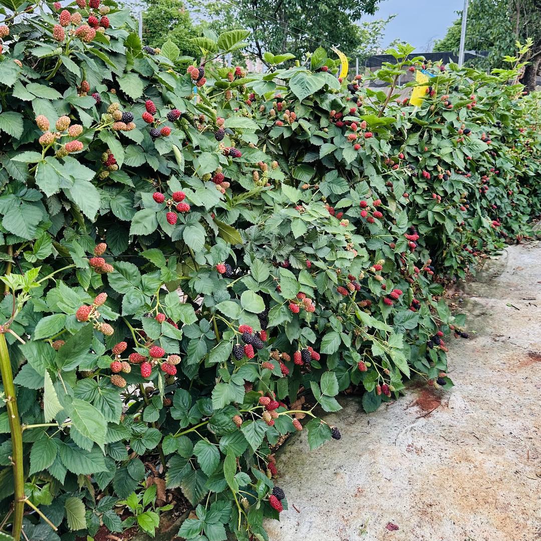云香莓果树苗木专营店
