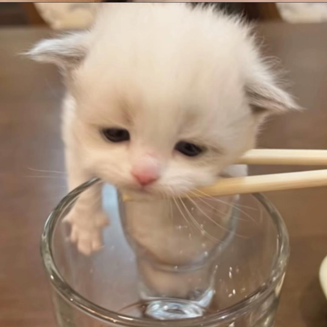 依依