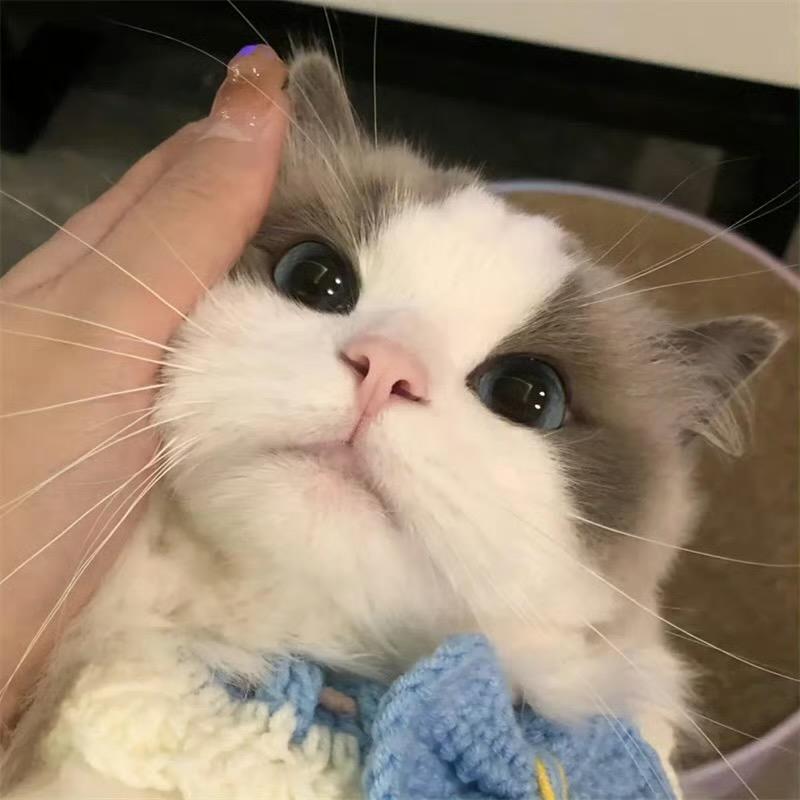 哆吉挚宠猫舍