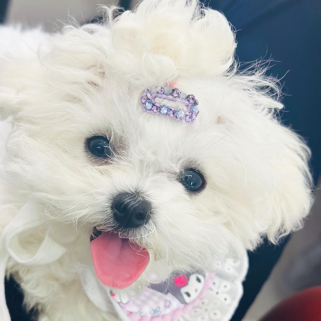 A.盈盈小公举🎀