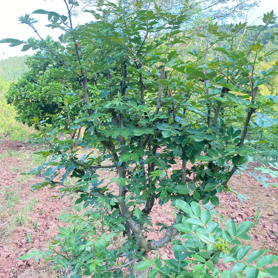 李兵兵卤味零食