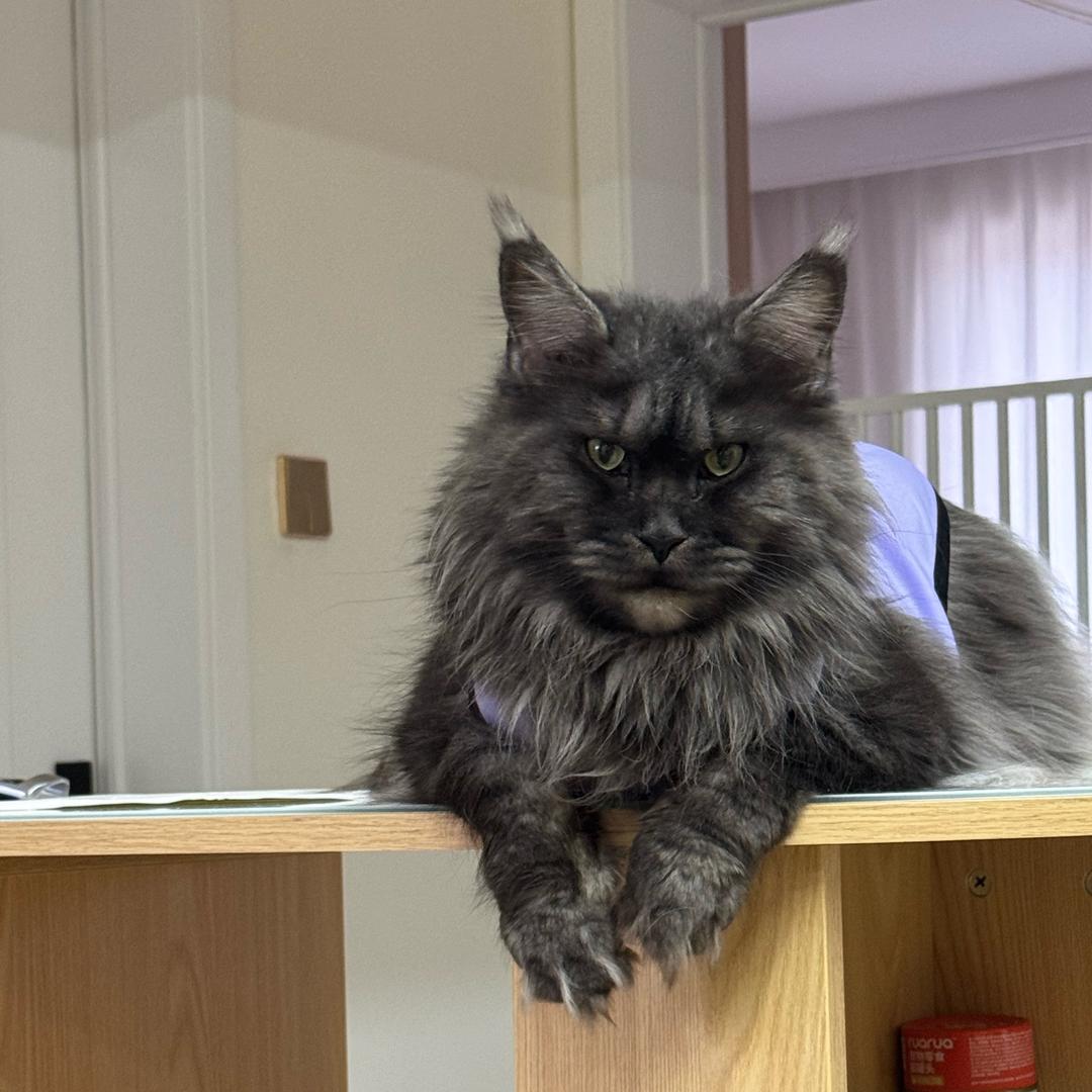 圆圆家的缅因猫