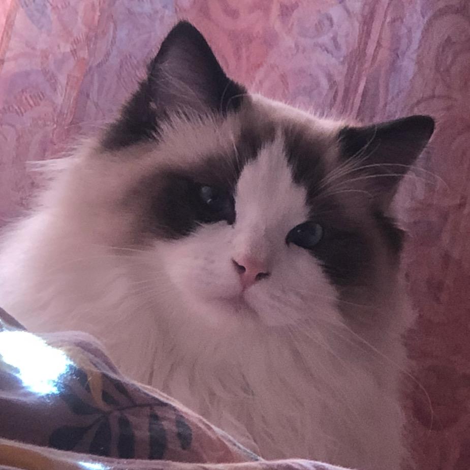 大年年与小有余