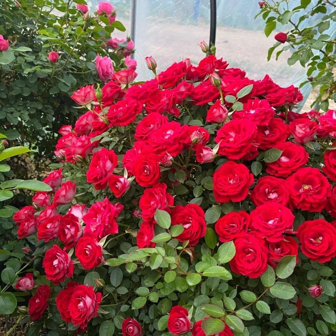 川灵韵花卉园艺