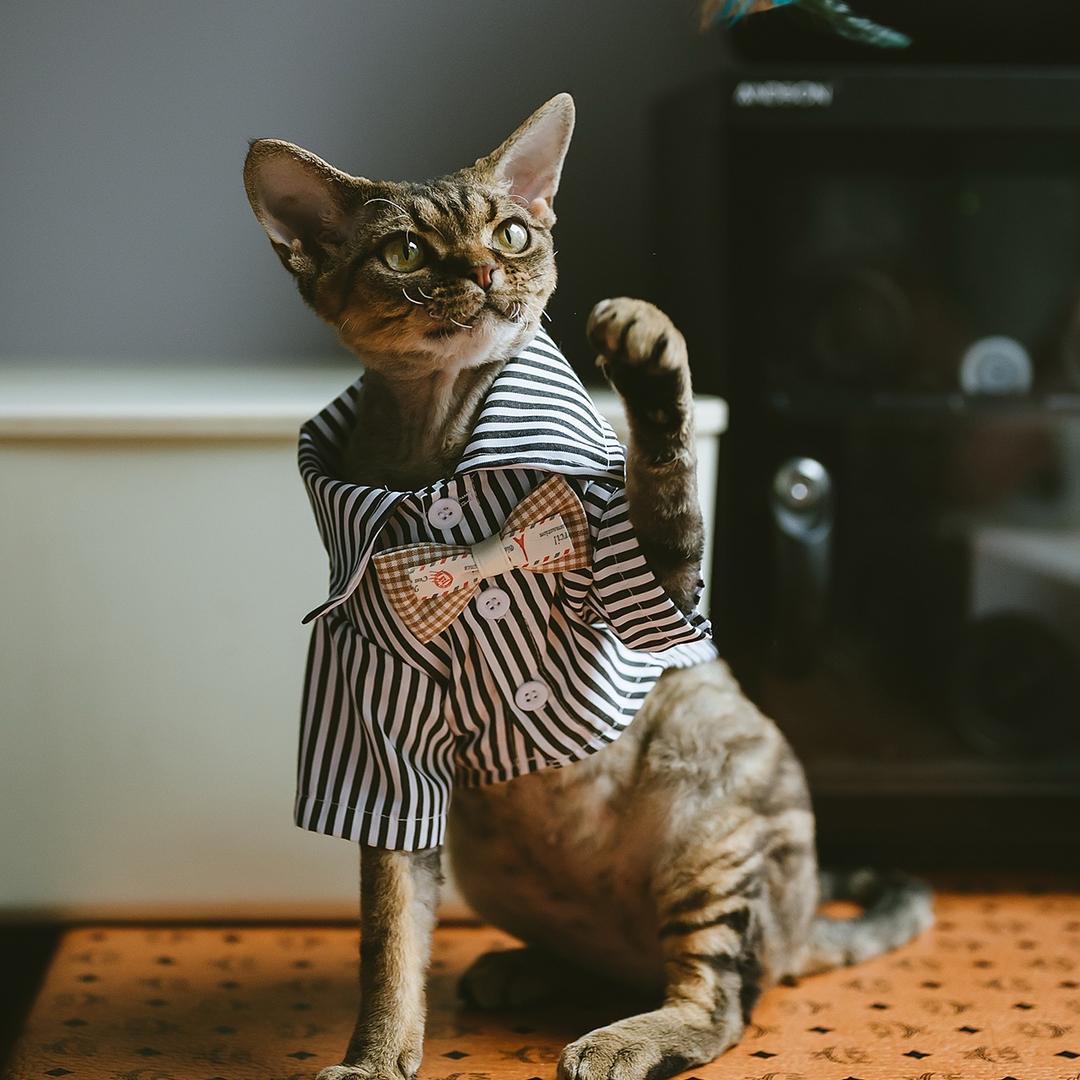 奥丁是只妈宝德文