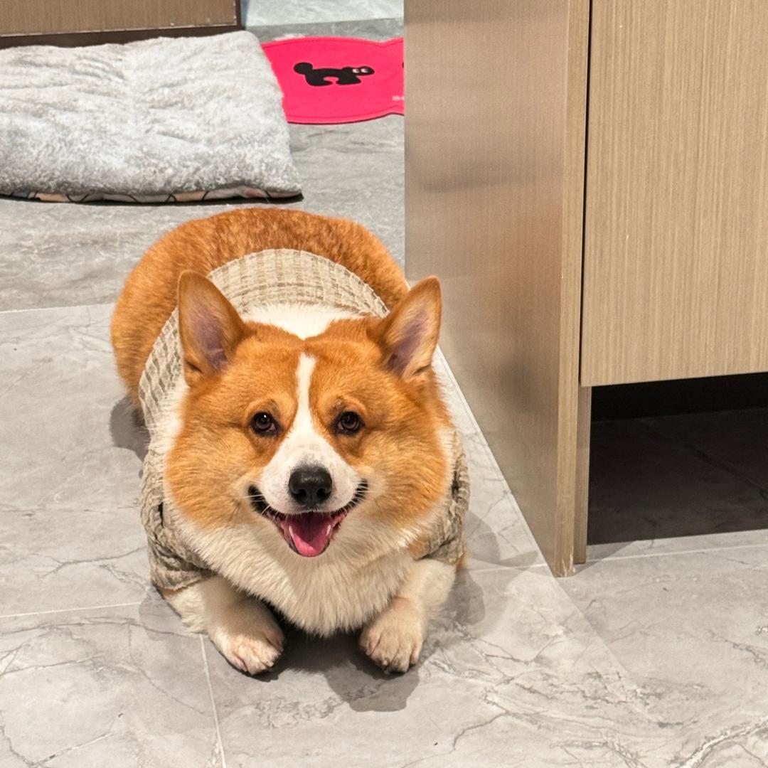 一只雪雪