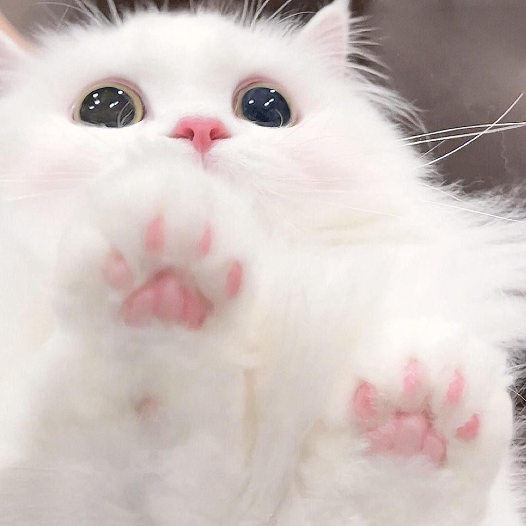 🍓