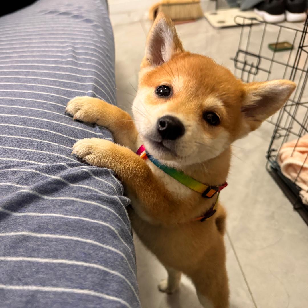 乔巴是小柴（买狗狗私）