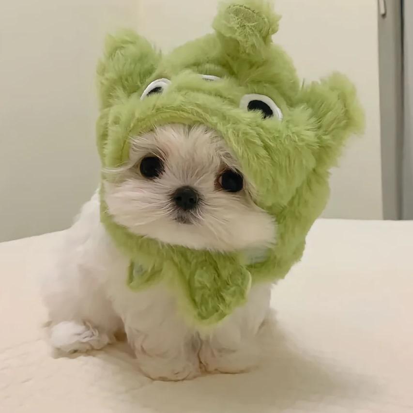 水果捞不加水果（有小狗版)