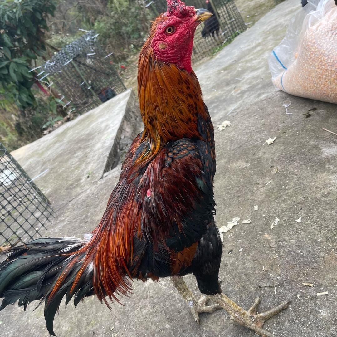 清镇流长小杨斗鸡