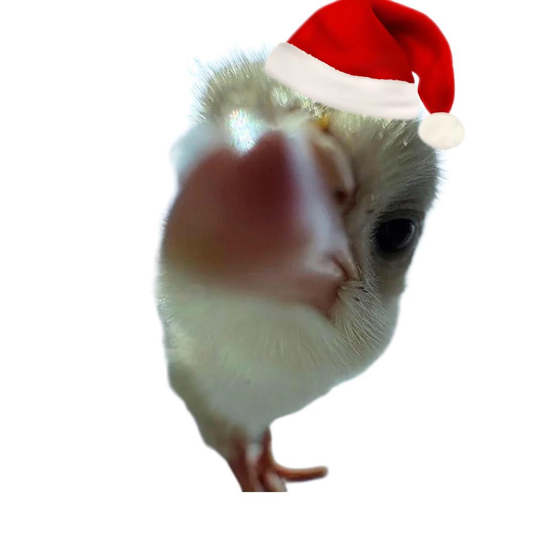 直男装gay把兄弟干废