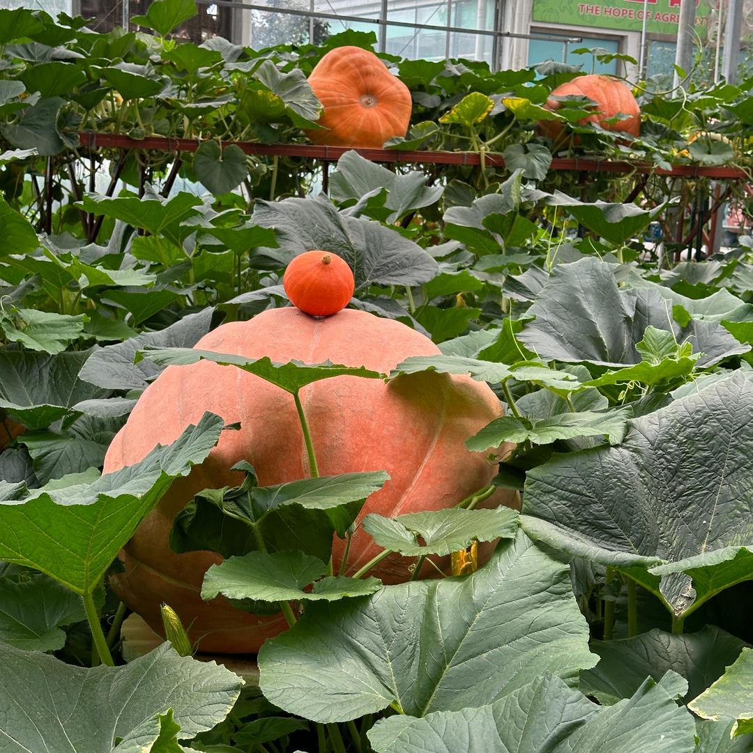 小鱼爱种植
