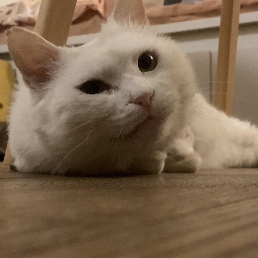 橙汁是只猫