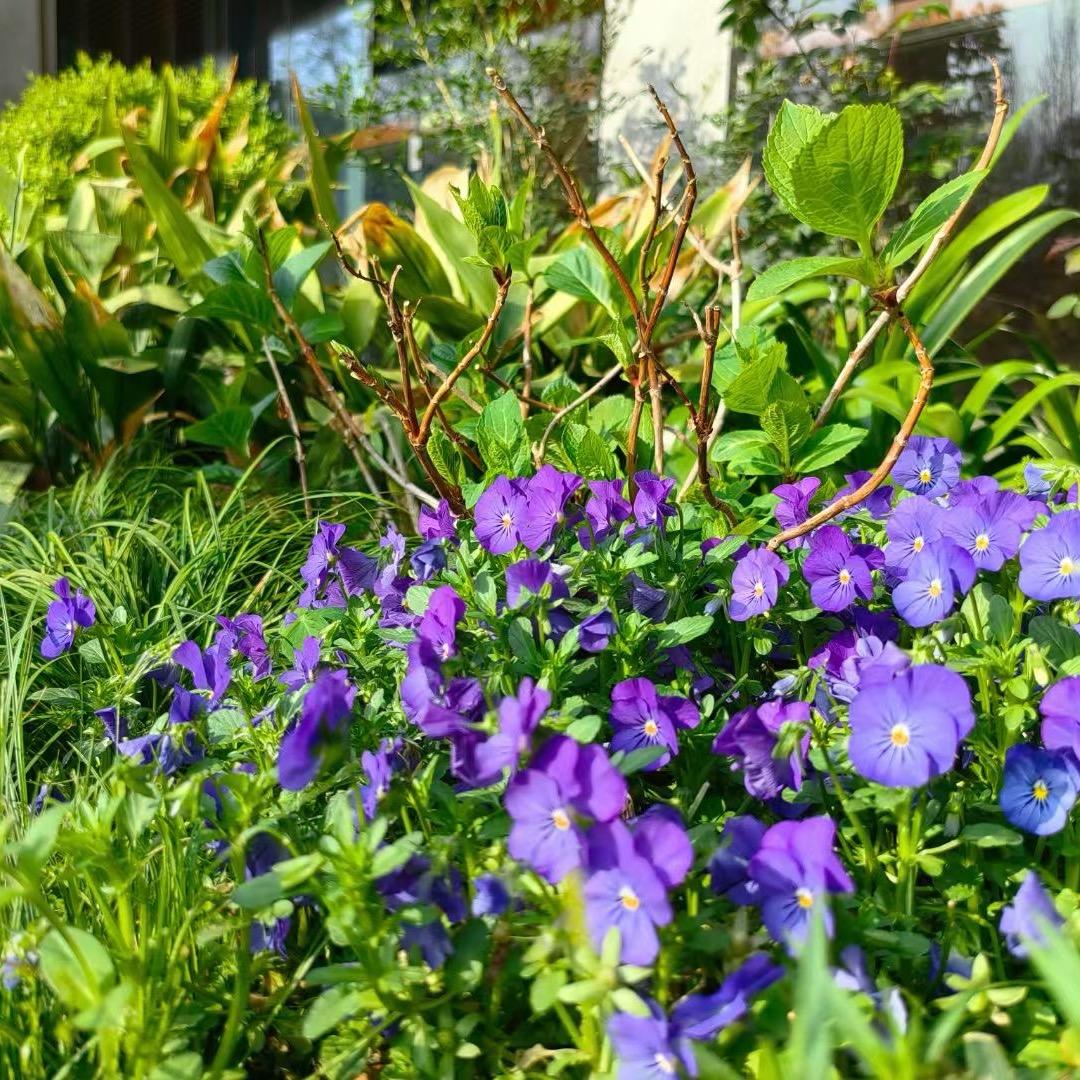 🍀小草🍀