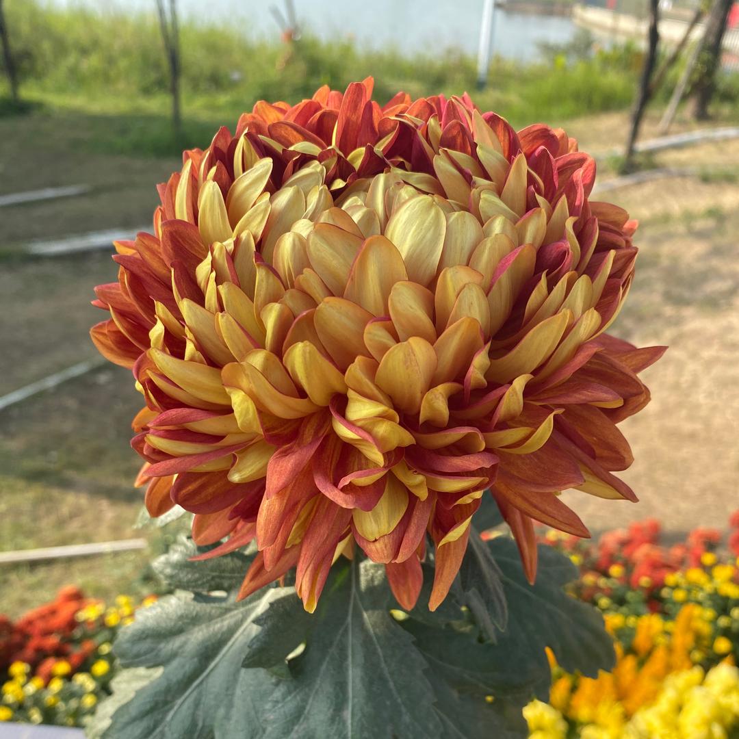 大富大贵11