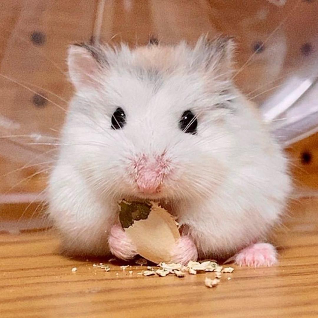 Is゛帆ル