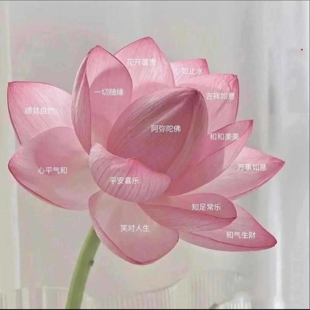 尤溪花开富贵🪷